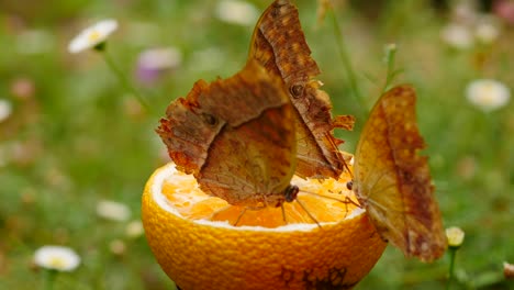 tres mariposas se alimentan pacíficamente del jugo de media naranja