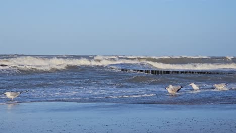 gaviotas luchando contra el fuerte viento en la costa del mar báltico, polonia
