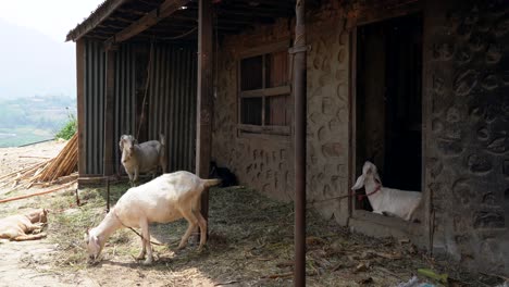 Algunas-Cabras-Relajándose-A-La-Sombra-Del-Granero