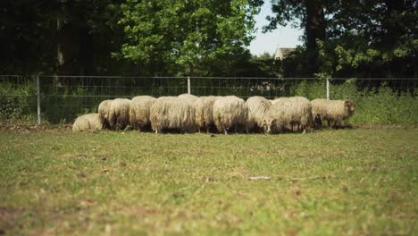 Tiro-De-Camión-De-ángulo-Bajo-De-Rebaño-De-Ovejas-Pastando-En-El-Campo