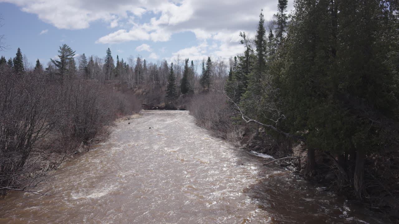 el río fluye a través de un denso bosque a la luz del día