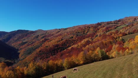 flyover young girl walk on a farmland with cows and autumn color forest, aerial