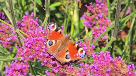 close up peacock butterfly (inachis io) collecting honey on a flower buddleja davidii.
