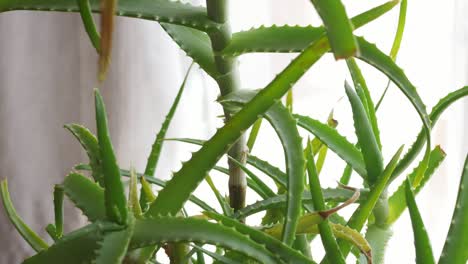 aloe vera plant rotating, turning round