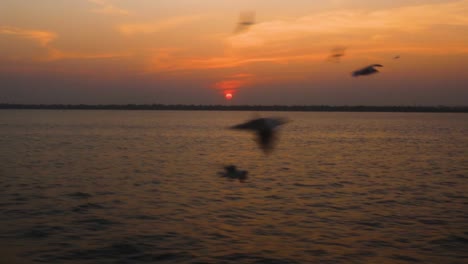 Aves-Marinas-Volando-A-Baja-Altura-Sobre-Las-Aguas-Del-Mar-Durante-La-Hora-Dorada