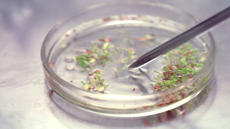 enfoque selectivo de las plantas utilizadas para la investigación biológica. plantas en placa de petri