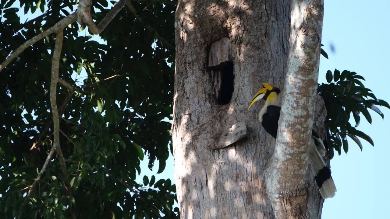 encaramado fuera de su nido mientras la hembra está dentro ocupada manteniendo su nido, gran cálao buceros bicornis, parque nacional khao yai, tailandia