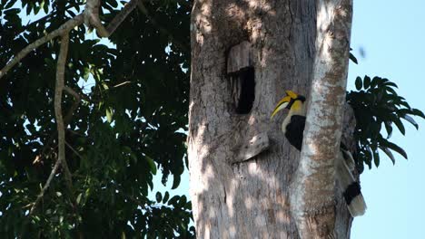 Perched-outside-of-its-nest-while-the-female-is-inside-busy-keeping-their-nest,-Great-Pied-Hornbill-Buceros-bicornis,-Khao-Yai-National-Park,-Thailand