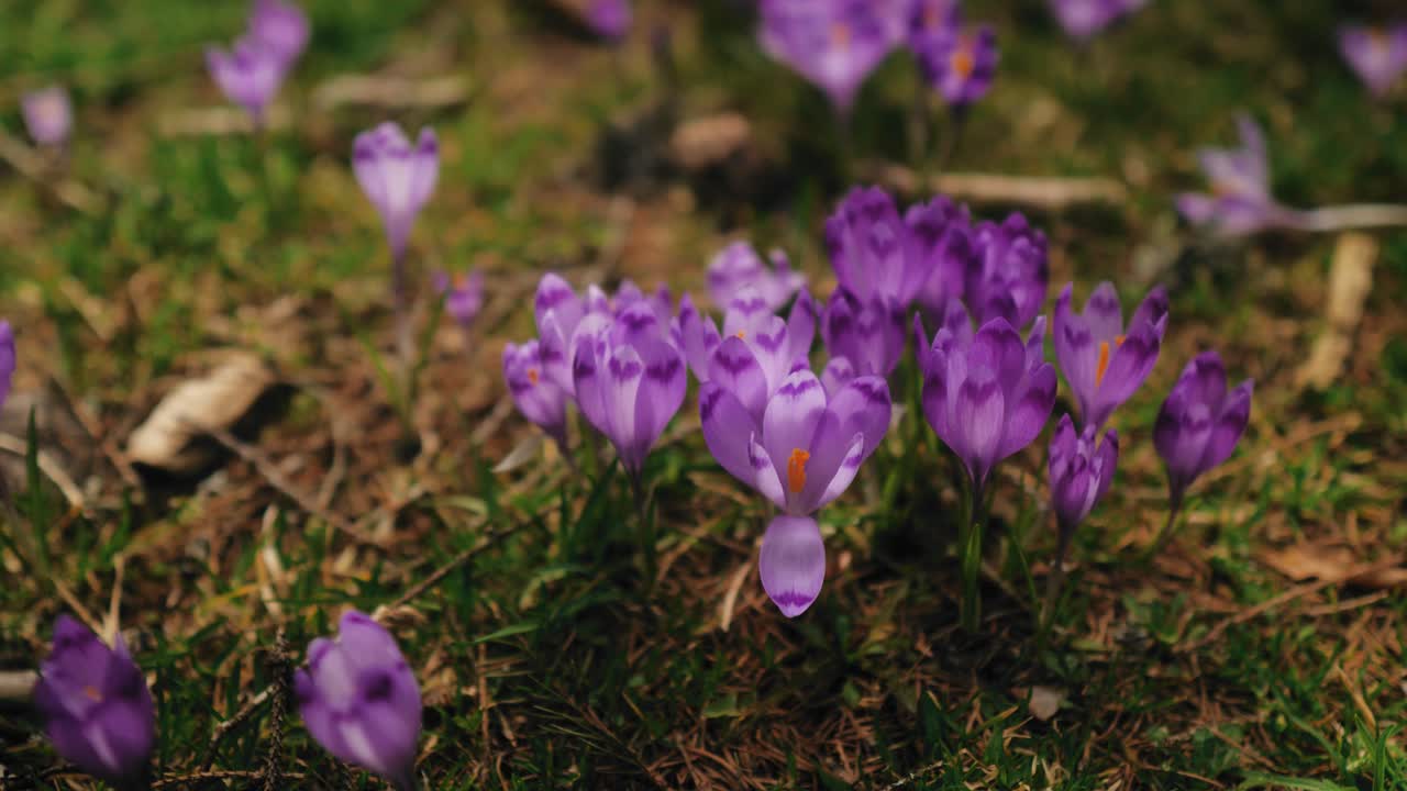 foto macro de flores violetas de azafrán de montaña