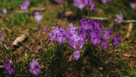 Tiro-Macro-De-Las-Flores-Violetas-De-Los-Azafranes-De-La-Montaña