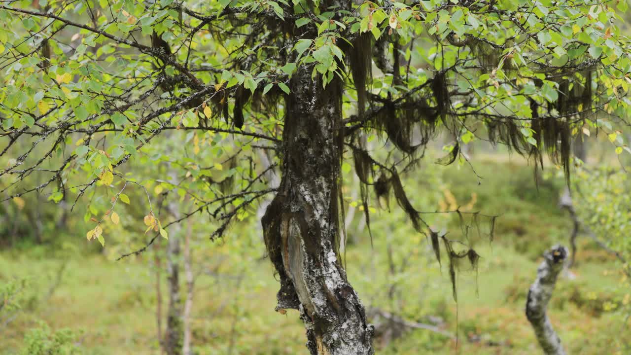 Thick moss hangs from the branches of trees, creating a textured look, while the soft green of the surrounding leaves sets a calm mood.