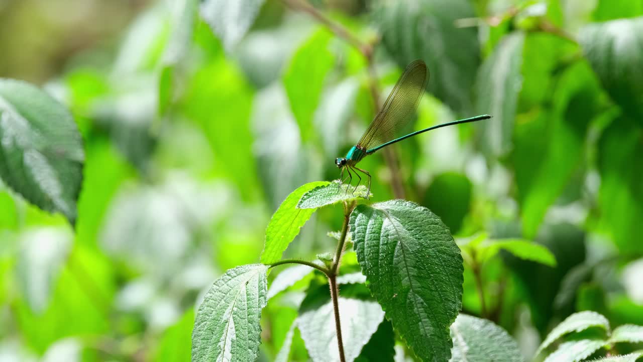 이 개체가 숲 속의 식물 꼭대기에 왼쪽으로 바라보는 동안 카메라가 확대됩니다.
