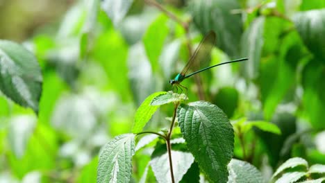 camera zooms in while this individual looks to the left on top of the plant in the forest, clear-winged forest glory, vestalis gracilis, thailand