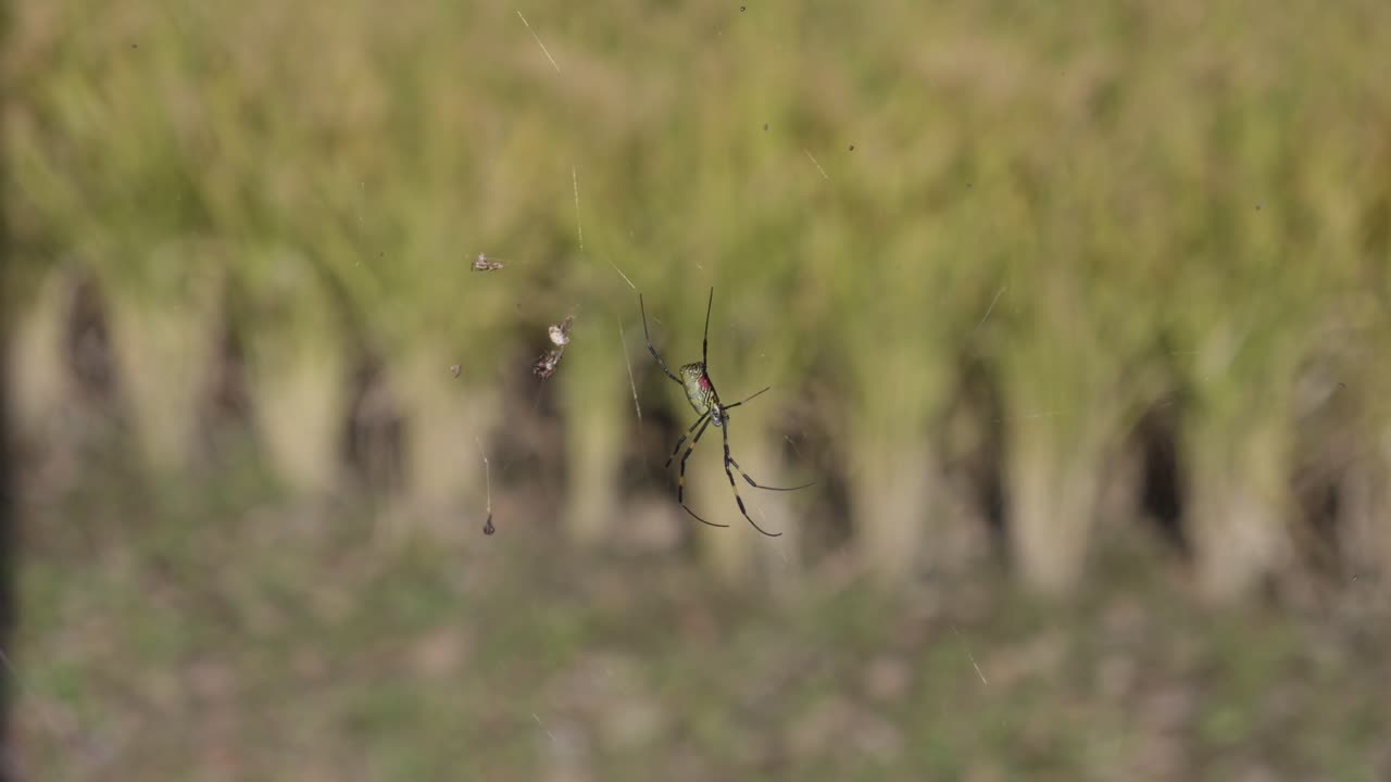 Primo piano di un ragno appeso alla sua tela in una risaia, con vegetazione sfocata sullo sfondo.