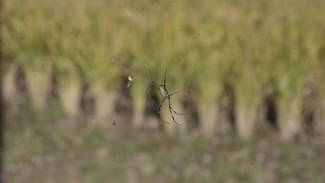 Primer-Plano-De-Una-Araña-Colgando-De-Su-Red-En-Un-Campo-De-Arroz,-Vegetación-Desenfocada-En-El-Fondo