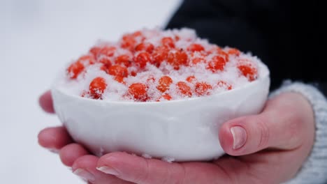bayas de invierno en la nieve