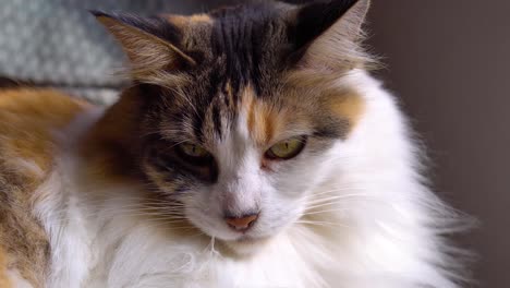 close-up of a female cat, three-colors and furry, stare at the camera and lick its mouth