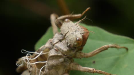 macro shot of the head from a dragonfly hatch filmed in slow motion