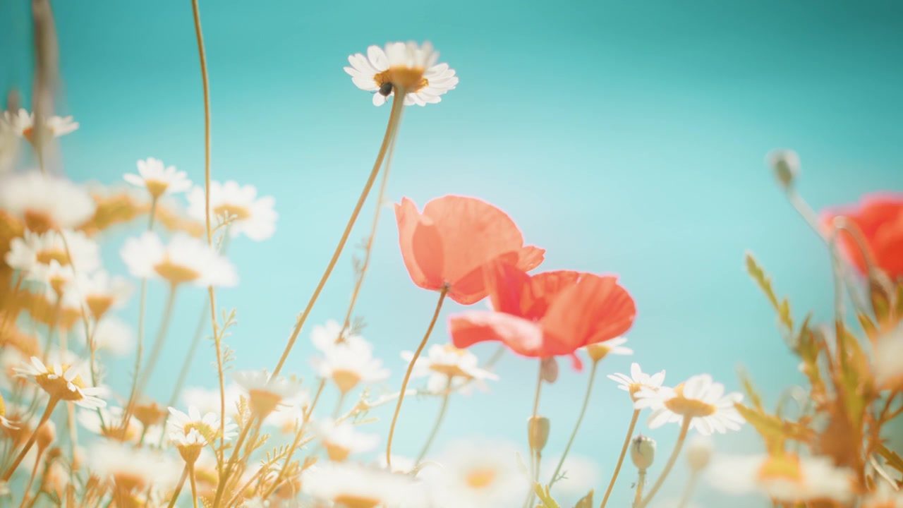 Beautiful slow motion shot of red field flowers and white chamomiles swaying in the wind against a bright sky. Dreamy nostalgic film aesthetic, perfect for summer nature, wellness, and backgrounds