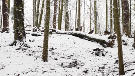 Rebaño-De-Ciervos-En-Barbecho-De-Pie-Y-Esperando-En-La-Cima-De-Una-Colina-En-El-Bosque-De-Invierno