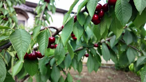 Close-up-shot-of-red-cherries-growing-on-a-tree-branch