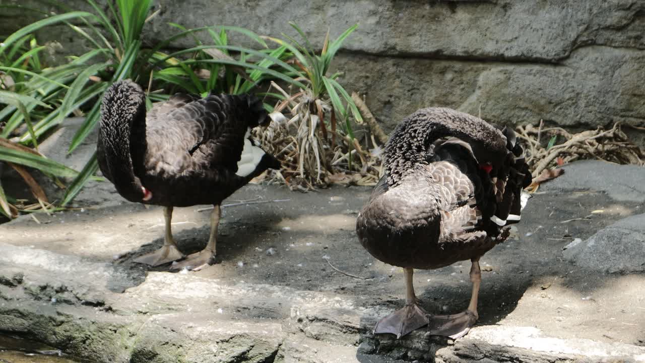 Black Swan Preening by the Pond in Lush Natural Habitat