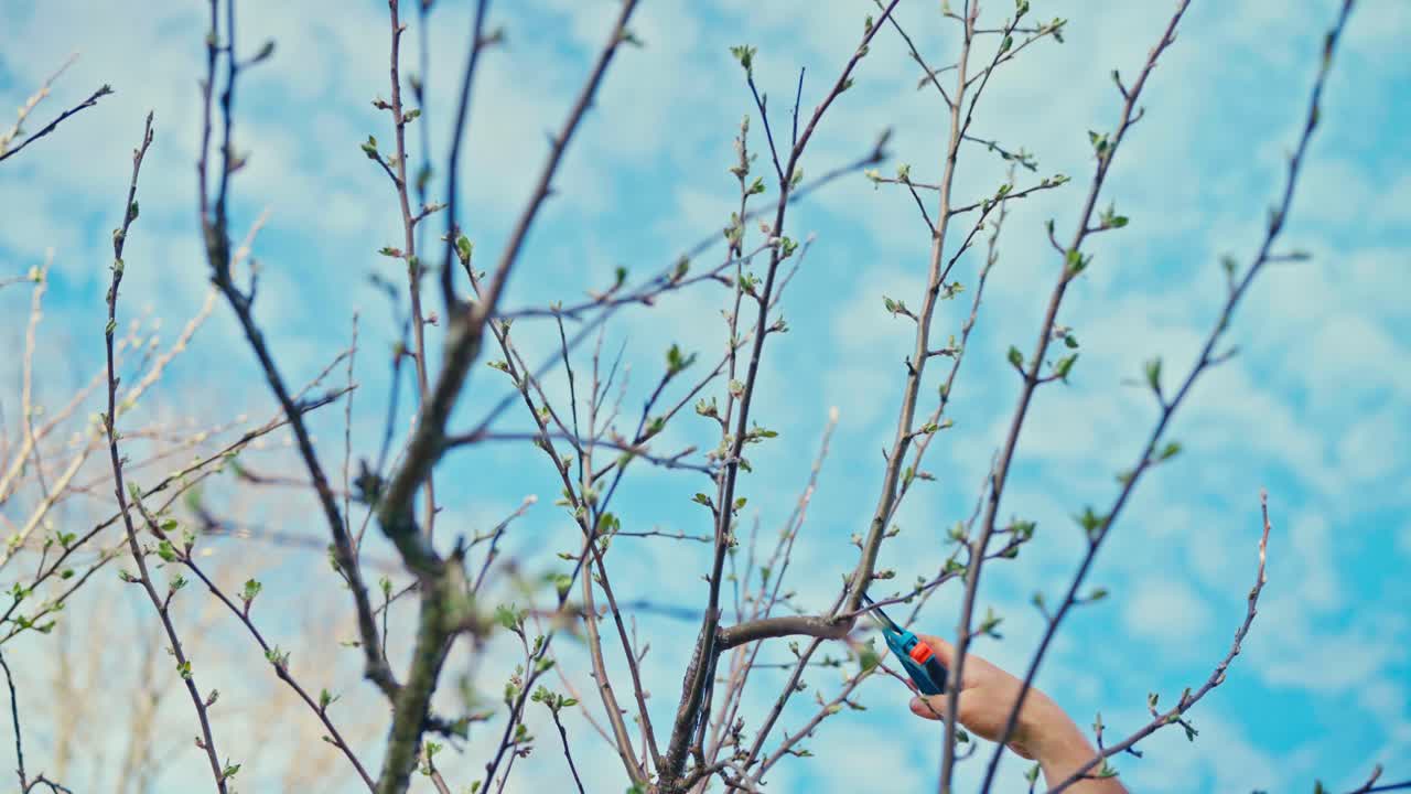 Person Cut A Branch Of A Young Plant. Close-up Shot