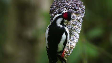 Adult-spotted-woodpecker,-close-up-shot