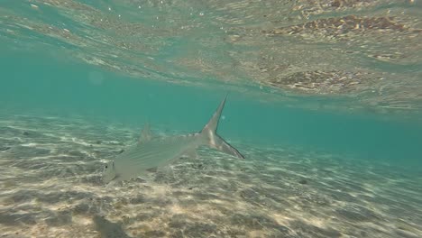 pez hueso liberado bajo el agua por un pescador con mosca en aguas tropicales claras durante las vacaciones de pesca