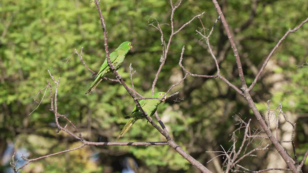 toma en cámara lenta de un par de encantadores conure de ojos blancos