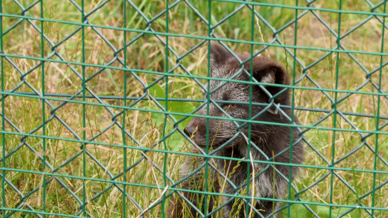 Young arctic fox behind wire fence, turning head, natural daylight, grassy enclosure, medium shot