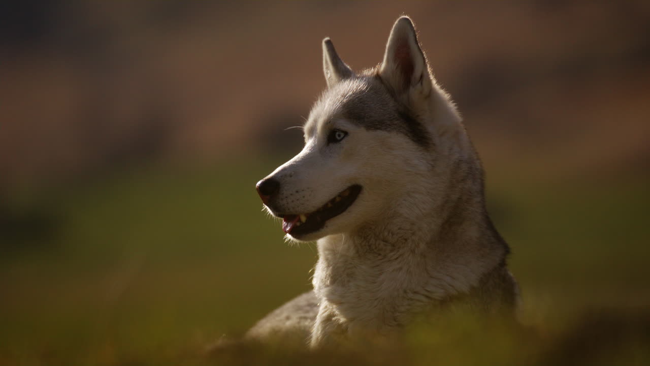 Majestic husky walking through an open alpine field at sunset, with breathtaking mountain views and golden skies in the background.