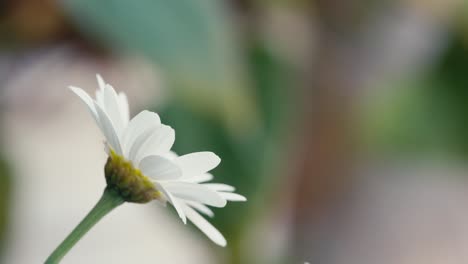 Sommerszene-Mit-Weißen-Gänseblümchen-Blumen-Vor-Einem-Unscharfen-Hintergrund