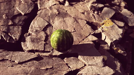 bayas de frutas de sandía en piedras rocosas