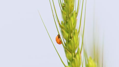 Eine-Kleine-Leuchtend-Orangefarbene-Insektenlarve,-Die-Sich-An-Einer-Großen-Grünen-Pflanze-Festklammert