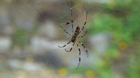 asian joro banana spider moving legs on the web