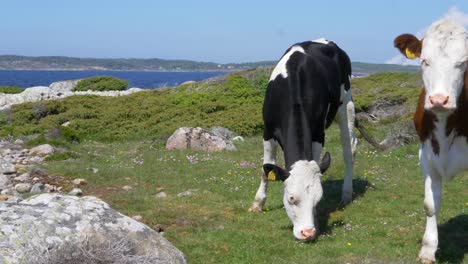 farm cows looking curious and eating grass near coastal area of halland in sweden on a summers day