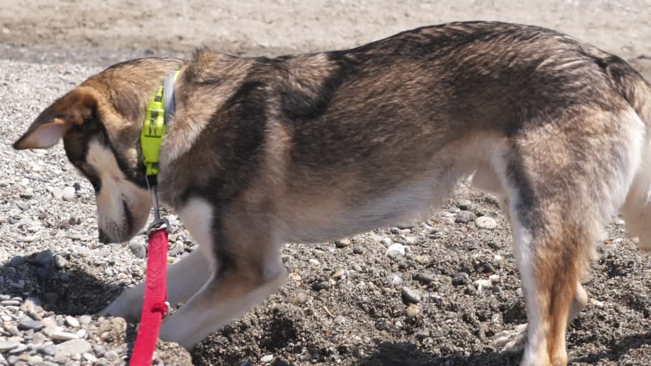 Close up, 4x slow motion 100fps footage, half breed, young age, Husky dog, digging on pebble and sand beach, side view, pan motion