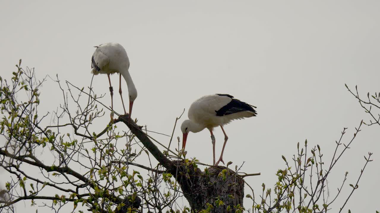 dos cigüeñas blancas en busca de comida en la parte superior del árbol contra el cielo nublado, toma en cámara lenta