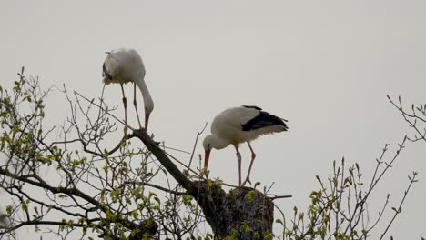 Dos-Cigüeñas-Blancas-En-Busca-De-Comida-En-La-Parte-Superior-Del-árbol-Contra-El-Cielo-Nublado,-Toma-En-Cámara-Lenta