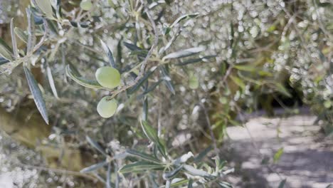 green unripe olive hangs on the branch in a dense olive tree in france