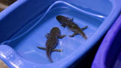 Axolotl-swimming-in-water-tank