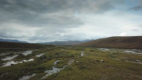 wild horses in northern yukon river