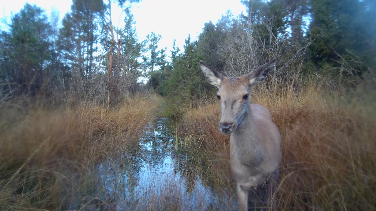 Ritratto di cerva rossa (Cervus elaphus). Saaremaa, Estonia