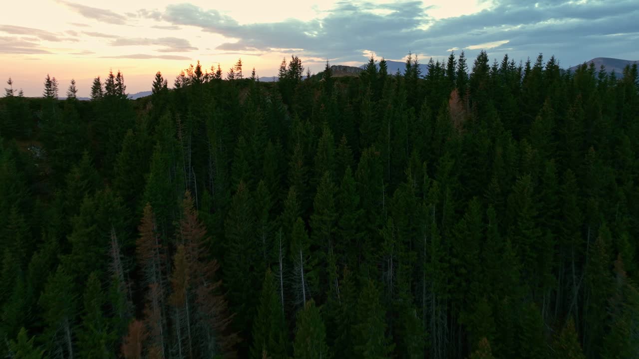 Volo aereo sopra le cime degli alberi della foresta che mostra le montagne collinari della Romania al tramonto.