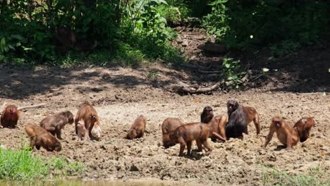 a troop digging for minerals on dried mud during a very hot summer day at the edge of the forest, stump-tailed macaque, macaca arctoides, kaeng krachan national park, thailand