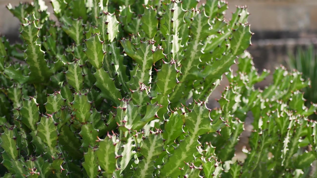 Landskab i slow motion med en tornet Euphorbia lactea-plante (bregne-kaktus) ved Mitlas arkæologiske paladsruiner i ørkenområdet i Oaxaca, Mexico, Mellemamerikas natur.