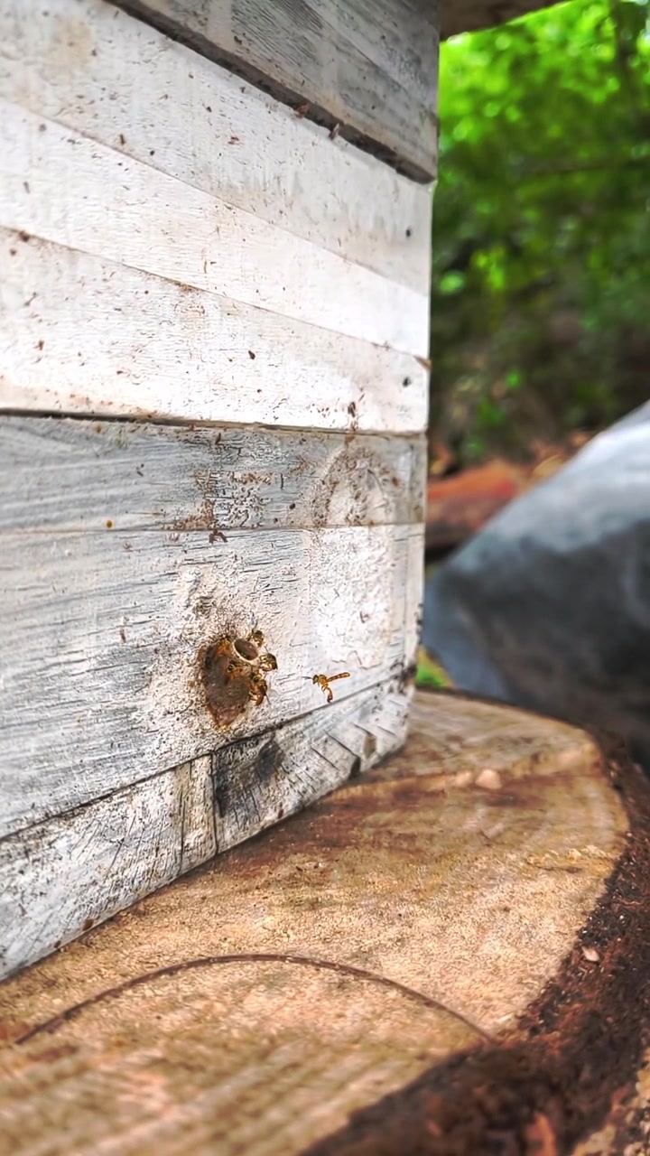 Api autoctone senza pungiglione della tribù Meliponini entrano ed escono da un alveare tradizionale in legno nella Chapada dos Veadeiros, Goias, Brasile, documentando la meliponicultura attiva nel Cerrado in slow motion verticale.