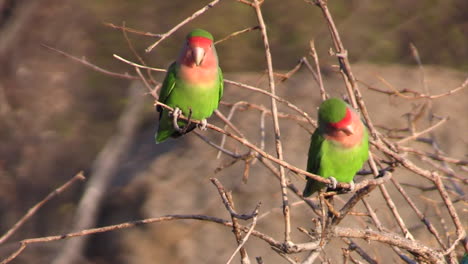 four-rosy-faced-lovebirds-on-branches-of-a-bare-tree
