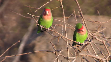 four rosy-faced lovebirds on branches of a bare tree